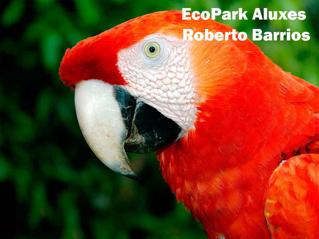 EcoPark Aluxes Roberto Barios